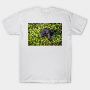 Common Toad - Margam 2012 T-Shirt